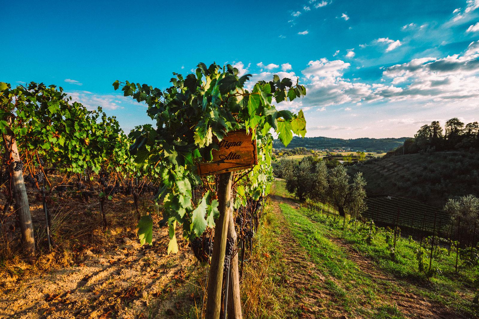  Podere Pellicciano
