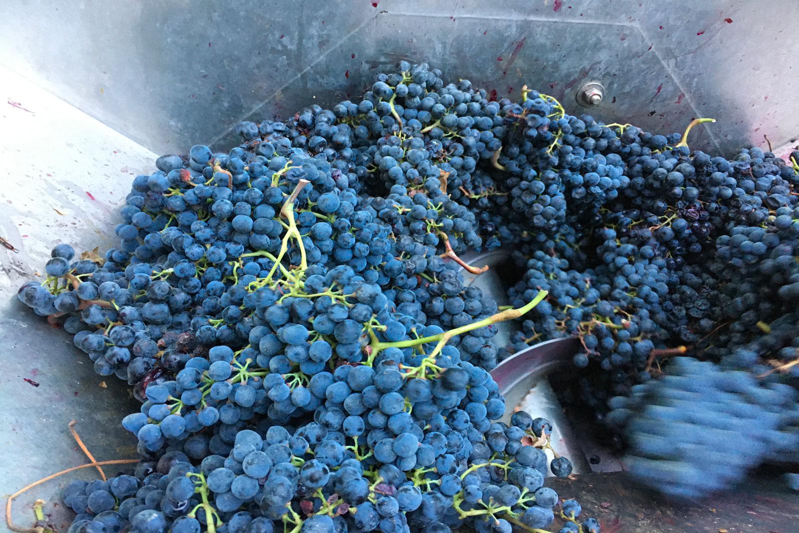  Podere Pellicciano