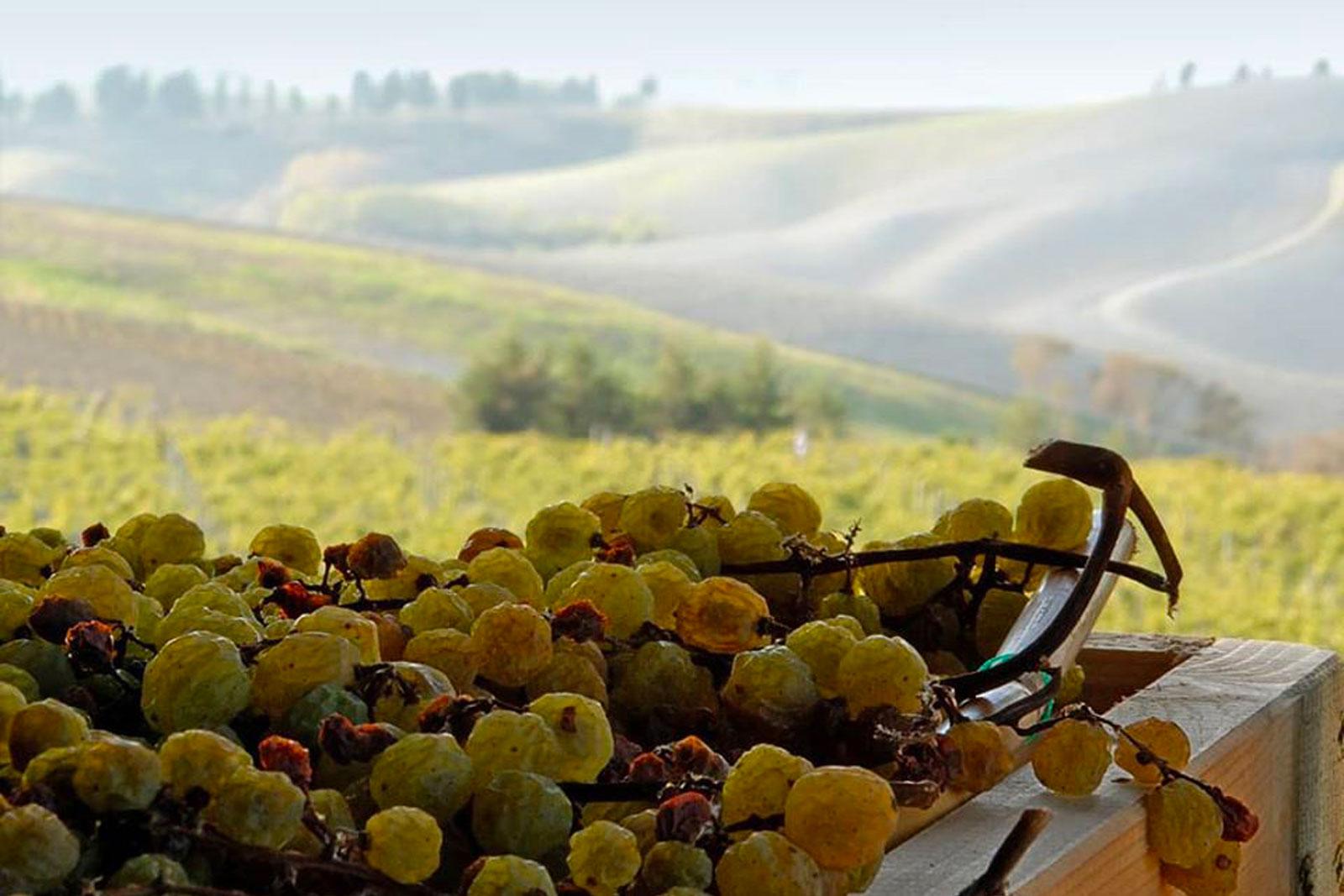 Azienda Agricola Castelvecchio