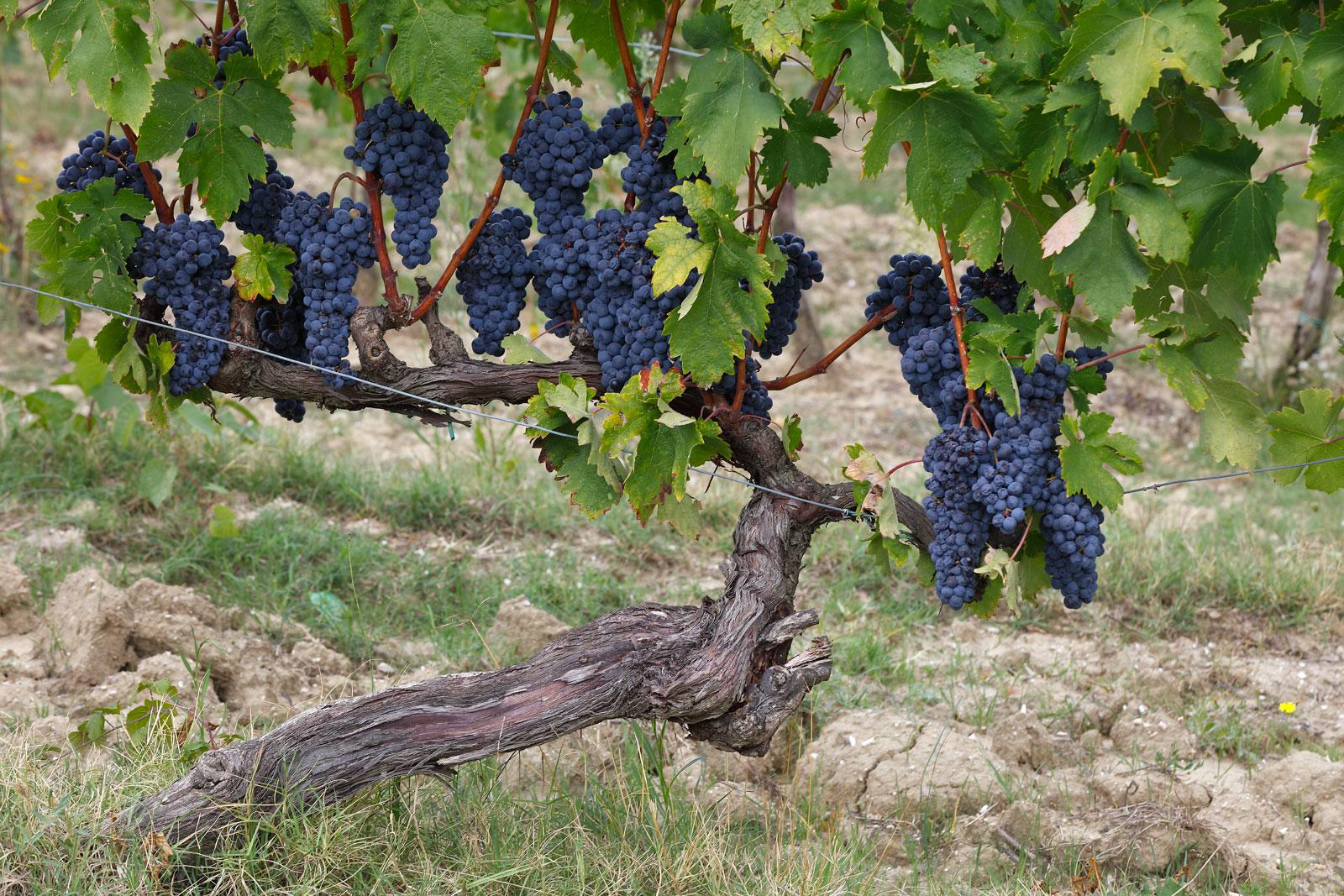 Azienda Agricola Pietro Beconcini