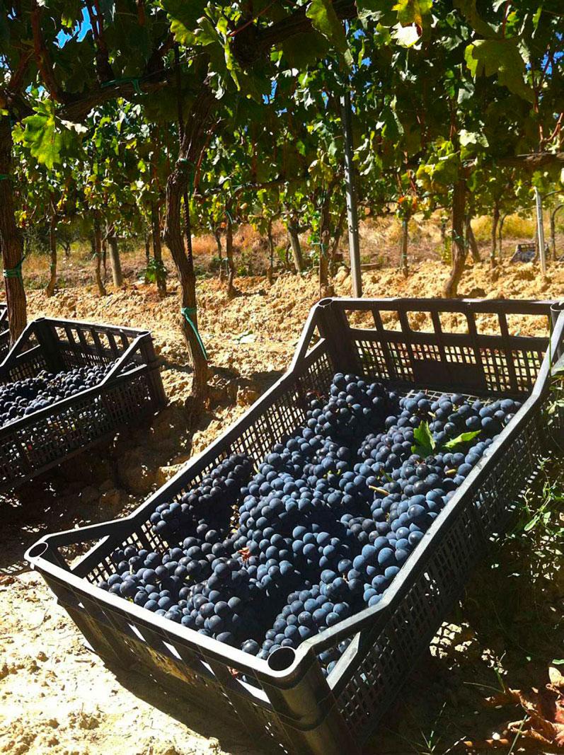 Azienda Agricola Pietro Beconcini