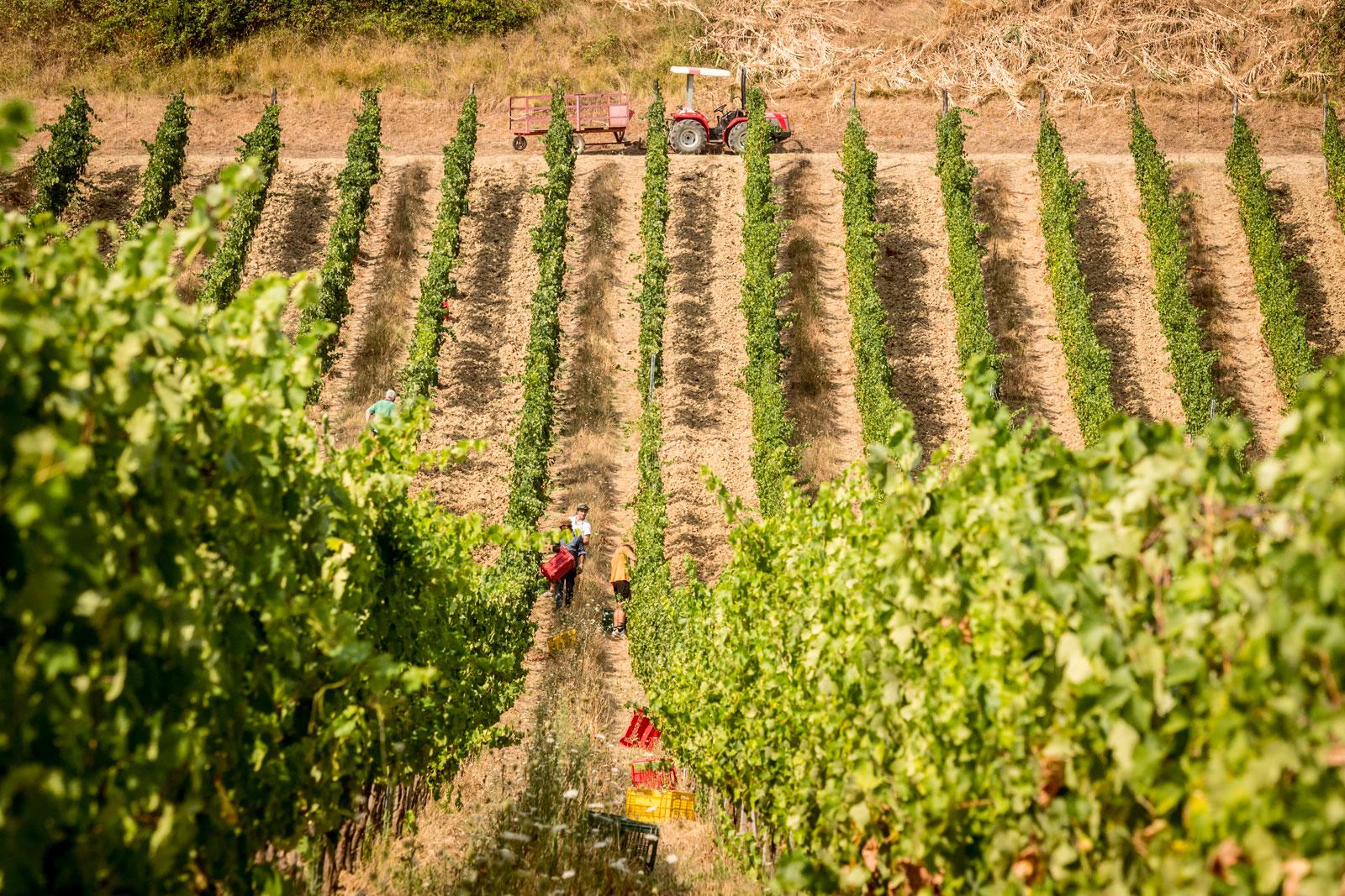 Fattoria Fibbiano