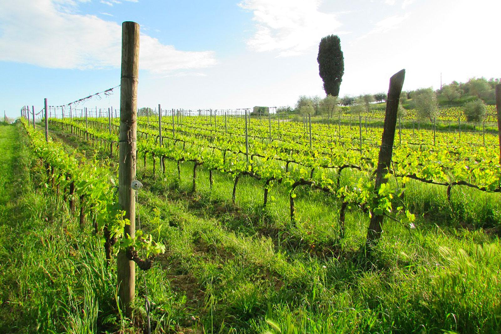 Podere Spazzavento