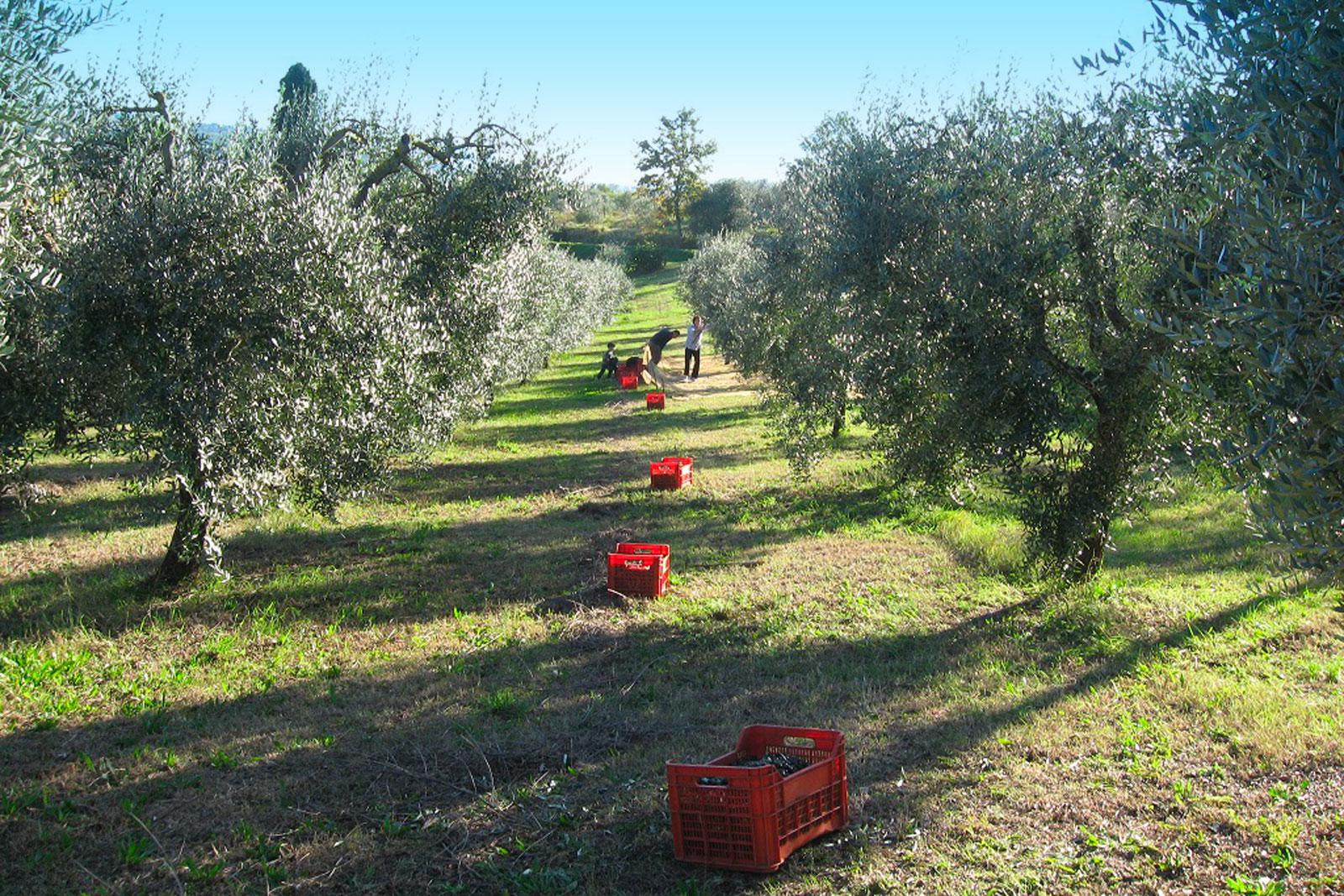Podere Spazzavento