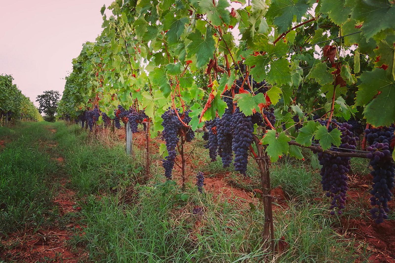 Podere Spazzavento
