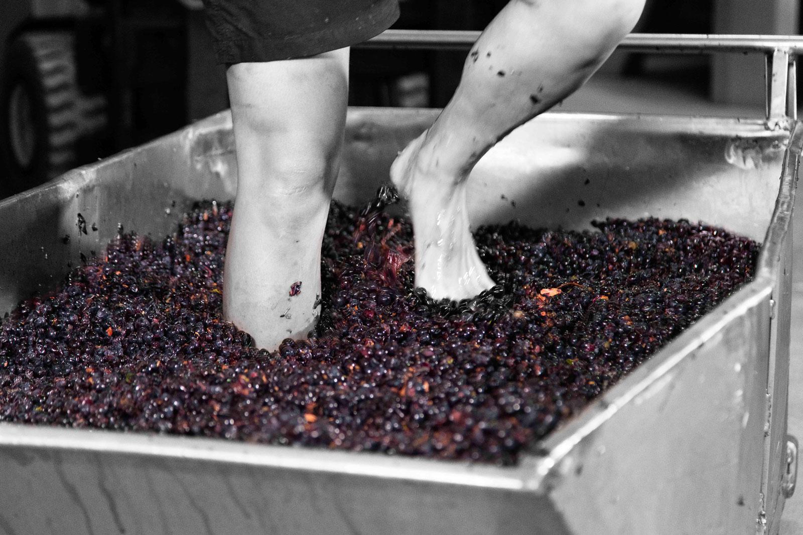 Tenuta di Ghizzano